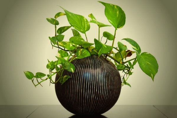 Plants That Grow Really Well in Darker Bedrooms, Epipremnum aureum