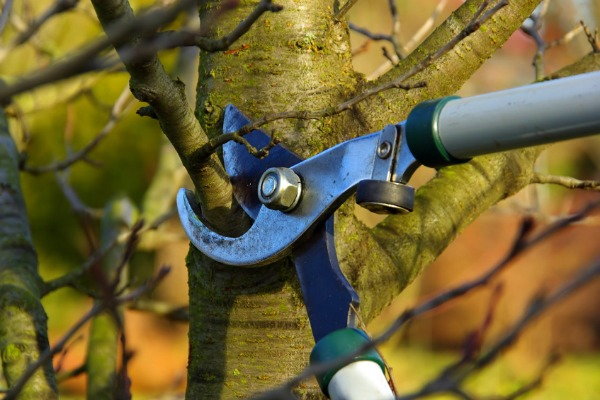 Pruning, When to Use a Lopper vs Pruner vs Shears 