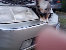 Was trying to find the problem when a random cat decided to join 