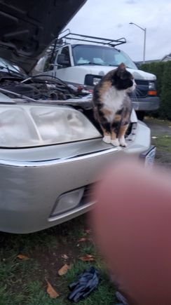 Was trying to find the problem when a random cat decided to join 