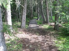 Bridged path through the Forest                                                                                                                                                                         