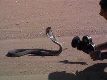 Local inhabitant of the Namib desert. That was one pissed off cobra after we found it. Scene from Huevos 5 where the snake strikes the camera.                                                          