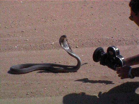 Local inhabitant of the Namib desert. That was one pissed off cobra after we found it. Scene from Huevos 5 where the snake strikes the camera.                                                          