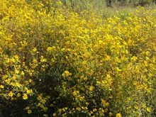 Bright yellow flowers along the roads.