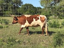 Texas Longhorn cruising by. 
