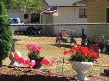 A pink flamingo hot day