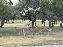 Then I get out my bow and ambush one of them for back strap on the bar b q … J/K too tame. 