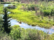 A mule deer in the creek 