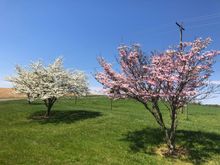 Dogwoods in full bloom