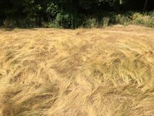 17 consecutive days 80* or above.  Seattle Eastside record. 