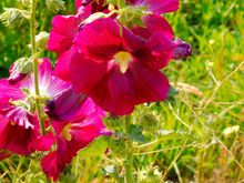 Hollyhocks