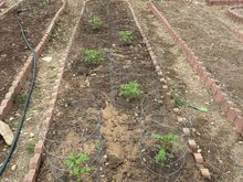 Tomatoes, jalapeños and green beans.
