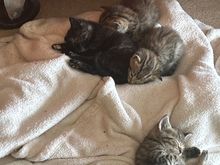 2 boys and 2 girls I think 🤔 Mama cat found me again. 