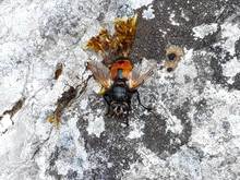 Nowickia ferox