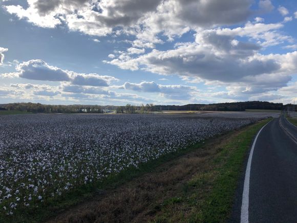 Lots of mature cotton fields on today’s route.