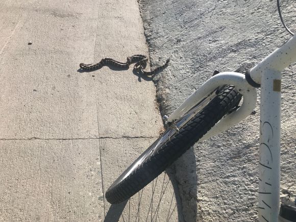 Treated to a pair of snakes roughhousing.