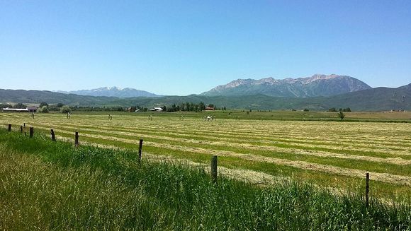 Love the smell of the cut hay, takes me back to the years on the farm making hay all summer long.
