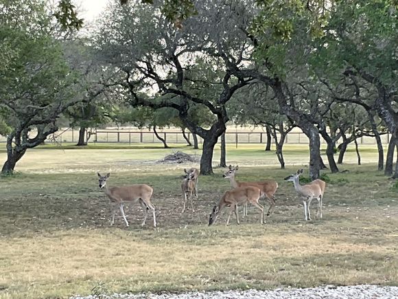 Then I get out my bow and ambush one of them for back strap on the bar b q … J/K too tame. 