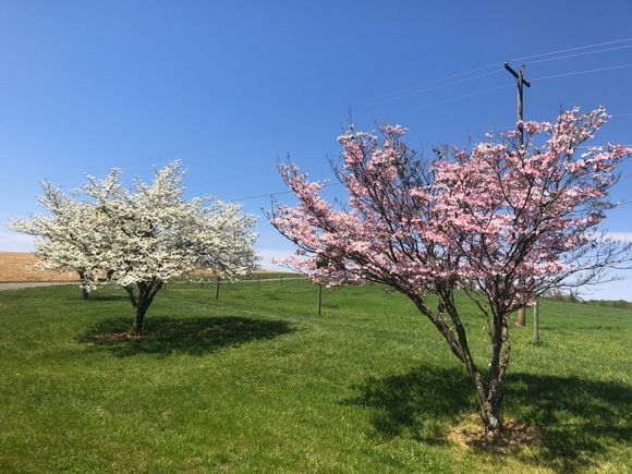 Dogwoods in full bloom
