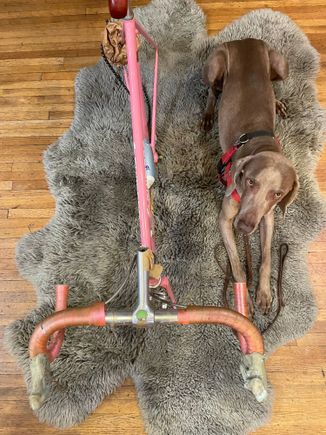 Will I always have to share my fur with this?