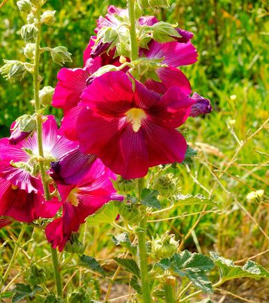 Hollyhocks