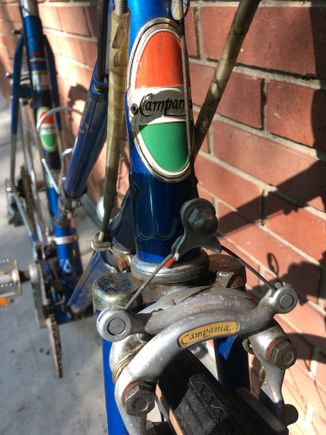 Flashy head badge