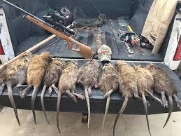  $5 bounties for dead happy rats