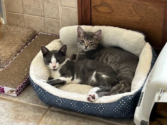 Aug 14 photo. 2 months after they were in the frame of my truck lol. I think they knew I needed them as much as they needed me . So no doubt Karma is real. Damn they grow fast! lol 
