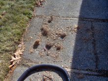 Some of the debris I removed from the blower motor side of the AC evaporator.
