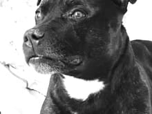 First time I’m putting a pic of my lovely Remy! He is 13 years old. :) He is a Staffordshire bull terrier from Cheshire (uk) 
