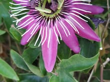 The passion flower is doing well again.....