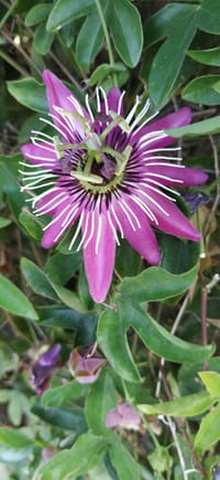 The passion flower is doing well again.....
