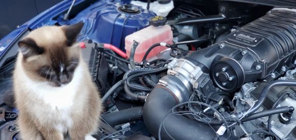 My cat was just in the way. You can clearly see my Eaton TVS Roots style Supercharger. The wires that were so carefully to  for beauty broke loose when the serp belt snapped again. My installer went over it step by step and after 2 snapped belts. Good tech feedback from Edelbrock finally agreed with my techs that its a bad Eaton TVS Supercharger. Cat is not included but we are considering using him to run the water pump. I am undeterred. My shop has done 5 of these. I'm being patient. 