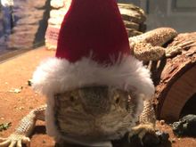 Norman the bearded dragon feeling the holiday spirit!!!