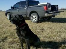 My dog Drake and my Titan in the background.