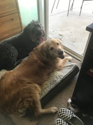 The golden is Riley. The Doodle is Kobe (yes, named after the late great). We sort of rescued both of them from people who could not keep them. The doodle is quite the character. The golden is a perfect angel. 