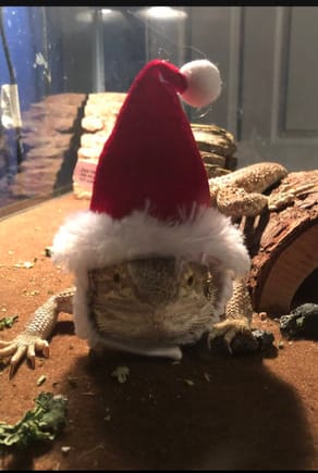 Norman the bearded dragon feeling the holiday spirit!!!