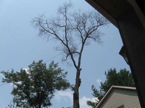 This is where thy attached a rope and went to another tree at ground level with a block and tackle to a truck. Guy up above cuts tree while guy in truck pulls it away from house.