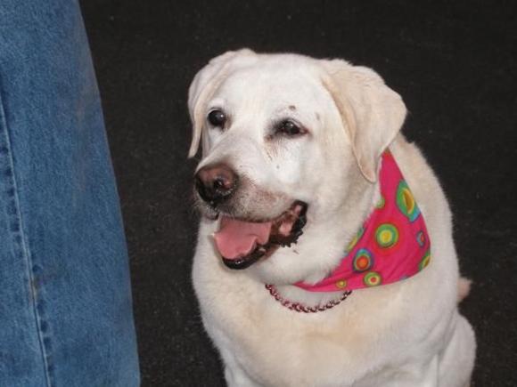 Samatha the Best Yellow Lab ever.
Born 11-17-1994  
No more rides in Olds 01-12-2010