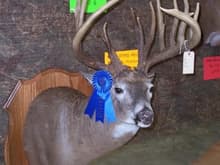 My deer on display at the 2008 Maryland Trophy Deer Contest. He ended up the new muzzleloader state record.