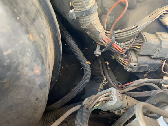 They route into the firewall right behind the dash & speedo. 