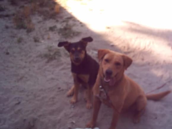 my dogs dr.mombow &amp; lucky