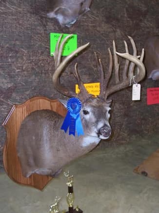 My deer on display at the 2008 Maryland Trophy Deer Contest. He ended up the new muzzleloader state record.