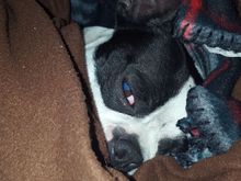 Picure of my boy Gibby looking mad at me for waking his ass up.