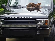 I have a light bar on my bumper so that’s why I was going to mount up on the roof, don’t mind the cat. I do not own a cat