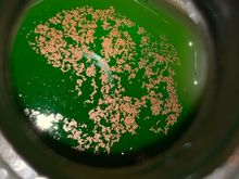 Coolant with metallic scum on top after sitting for a day. Coolant hasn’t been drained completely in at least 4.5 years.