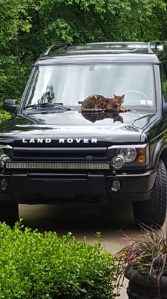 I have a light bar on my bumper so that’s why I was going to mount up on the roof, don’t mind the cat. I do not own a cat