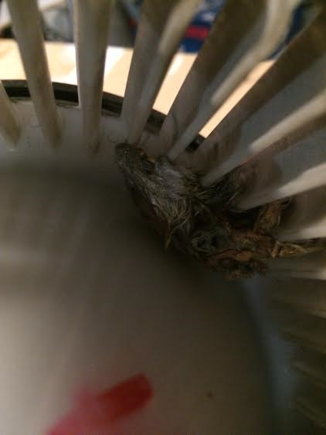 Mouse head in blower fan.