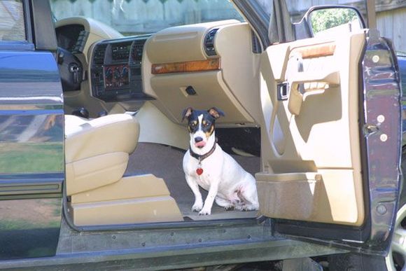 Ollie is ready to go.