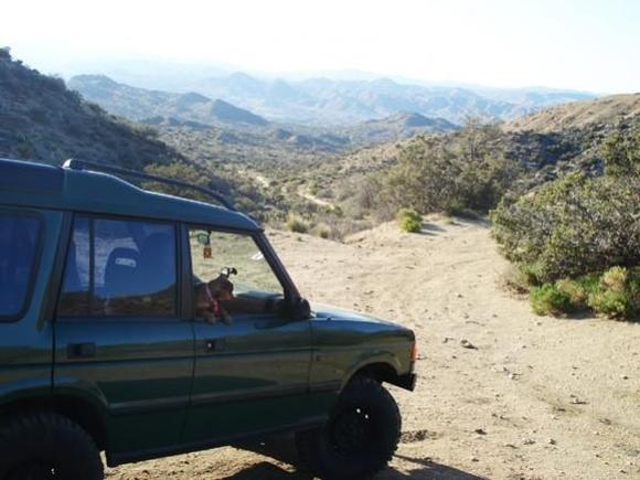 Bella on the back trails of Joshua tree Nat. park